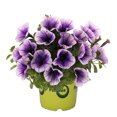 32313 Петуния POTUNIA BLUEBERRY ICE (ВЕСНА 2025)