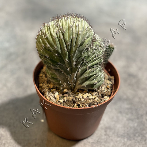 Полаския Чичипе Кристата d10