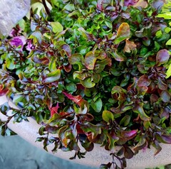 Альтернантера Purple