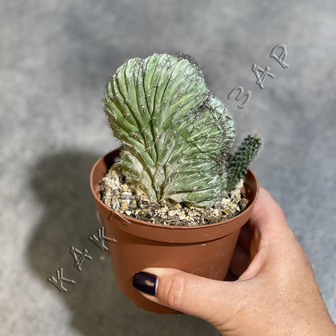 Полаския Чичипе Кристата d10