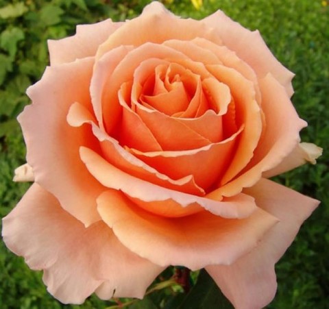 Роза чайно-гибридная Примадона