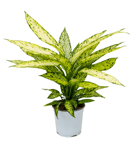 Диффенбахия 