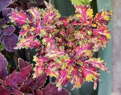 Дебют UO колеус КСР