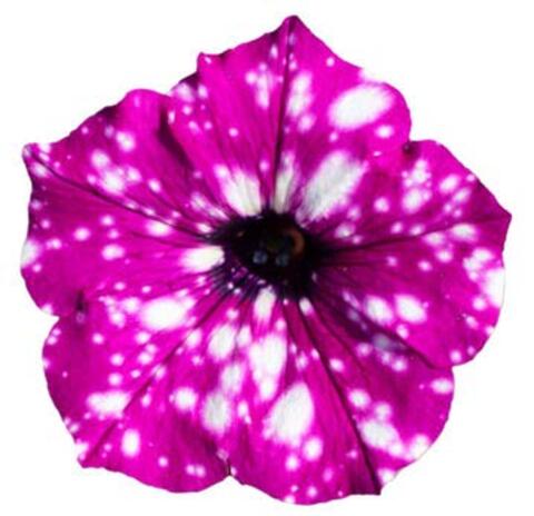32552 Петуния StarTunia Purple (Весна 2026)