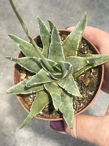 Хавортия Пумила Марджинелис d8