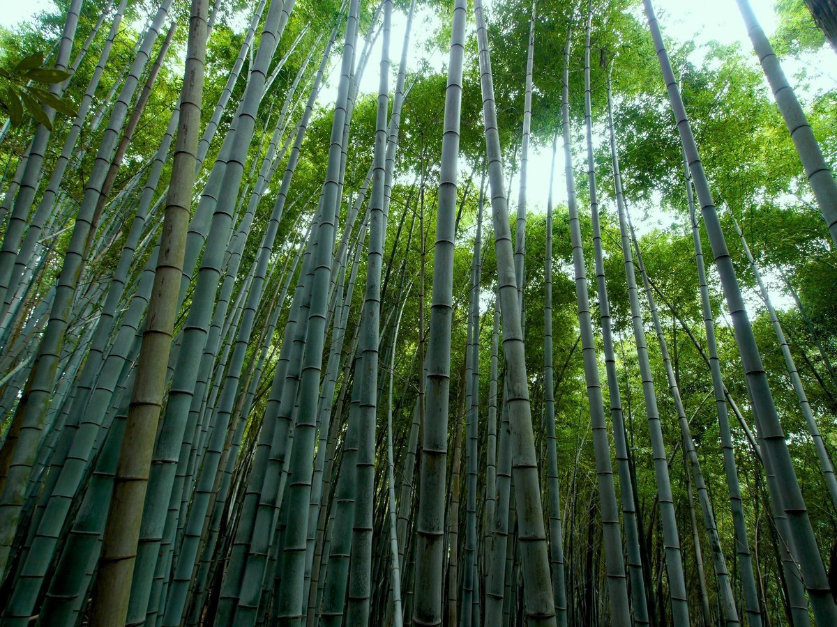 Бамбук Bambuseae