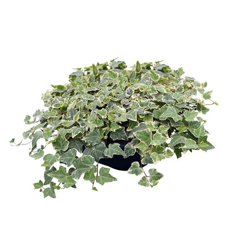 8404 Плющ HEDERA GLACIER (ВЕСНА 2025)