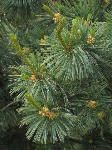 Сосна белая мексиканская Pinus strobiformis