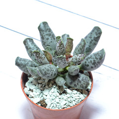 Adromischus Festivus grey (Адромискус)