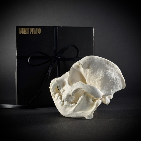 Череп собаки