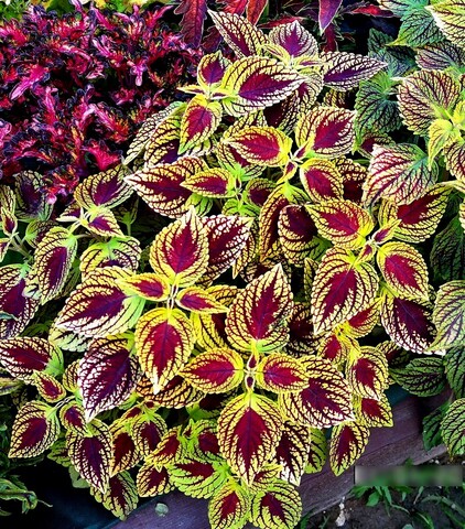 Вайолет Тай колеус КСР