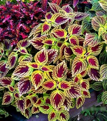 Вайолет Тай колеус КСР