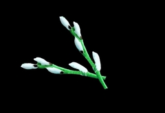 Силиконовый молд 