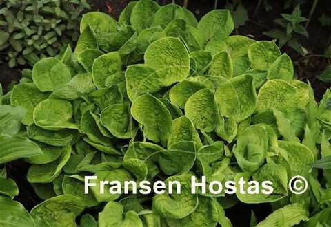 Eye Catcher хоста