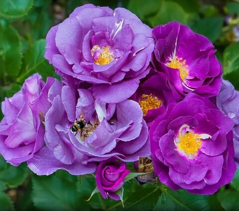 Роза парковая Рапсоди ин Блю