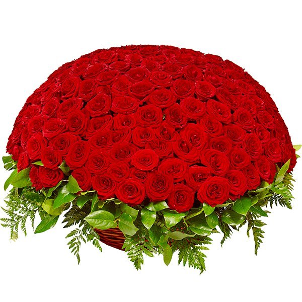251 Роза