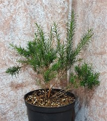 Teofrast Мелалеука альтернифолия Melaleuca alternifolia