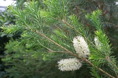 Мелалеука альтернифолия Melaleuca alternifolia