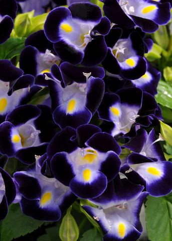S6906 Торения Kauai Deep Blue 5шт.