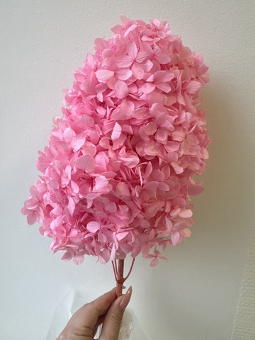 Гортензия стаб. пирамидальная Барби