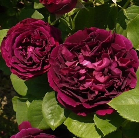 Сувенир Дю Доктёр Жамэн (Souvenir du Docteur Jamain)