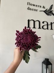 Хризантема одноголовая сливовая от 1 шт
