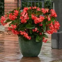 S2217 Бегония вечноцветущая HYBRIDA MEGAWATT RED GREEN LEAF 3 шт.