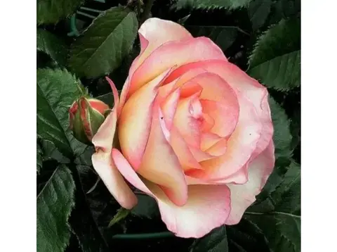 Парфюм Киссес( Perfume Kisses)