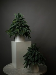 Хвоя в коробке «Ёлка в миниатюре»