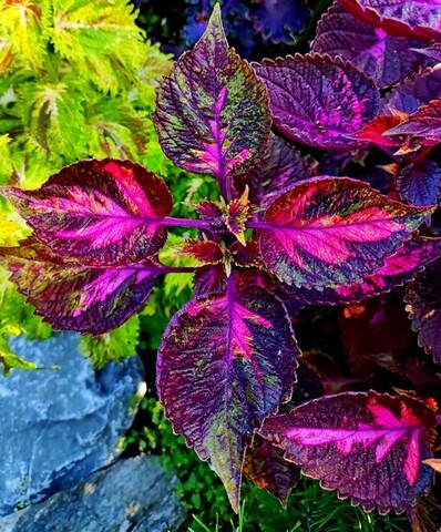 Джаз Тай колеус КСР