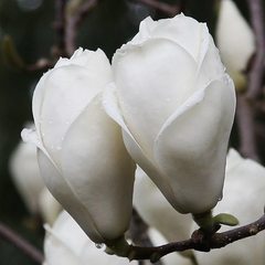 Магнолия Суланжа Magnolia soulangeana Lennei alba