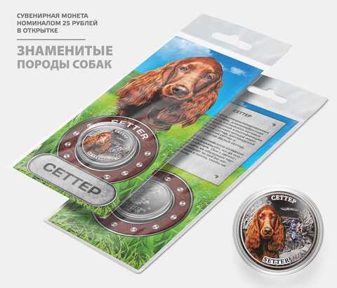 Сувенирная монета 25 рублей "Сеттер" цветная с гравировкой в подарочной открытке