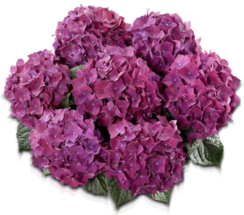 Гортензия крупнолистная (Macrophylla) Hot Red Purple 12 шт.