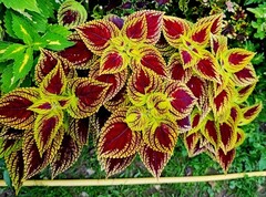 Вайолет Тай колеус КСР