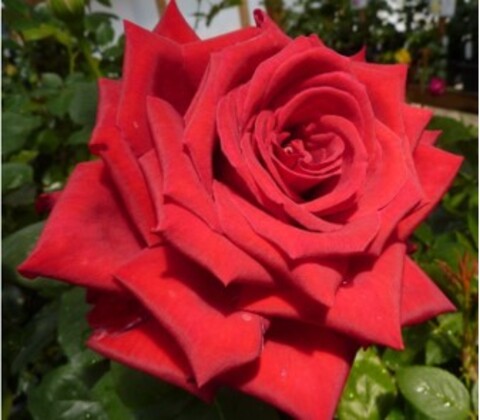 Роза чайно-гибридная Гранд Амур