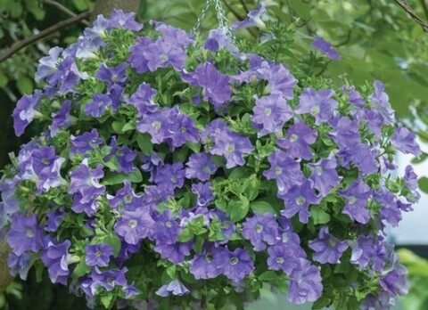 32518 Петуния Fanfare® Sky Blue (Весна 2026)