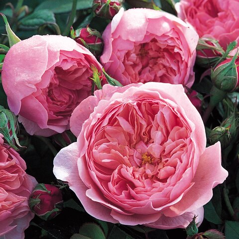 Зе Алнвик Роуз (The Alnwick Rose)