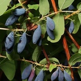 Купить семена Жимолость съедобная. Lonicera edulis | Семена и саженцы ...