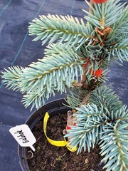 Teofrast Ель колючая Белобока Picea pungens Bialobok