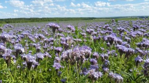 Цветущая фацелия