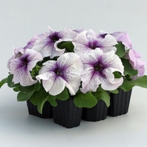 S60173 Петуния кустовая Prism Blackberry Sundae 100 шт.