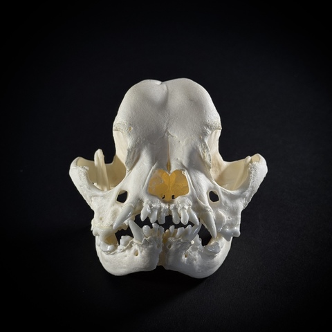 Череп собаки