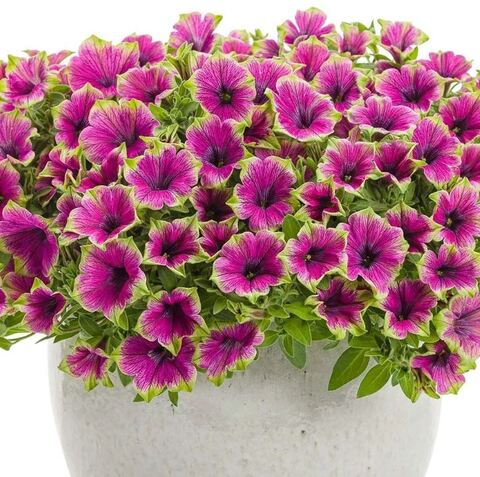 Петуния Cascadias Pitaya