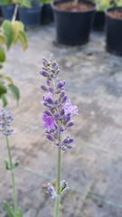 Teofrast Семена Лаванда узколистная Lavandula angustifolia