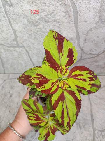 Striped Ornament Тай колеус