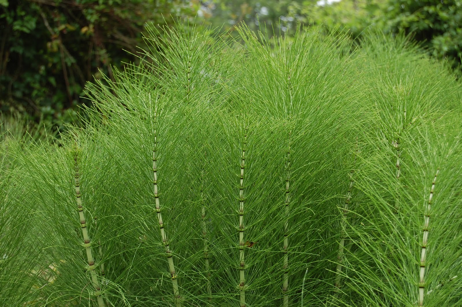Plantas para el huerto con efectos fungicidas ▷ ECOagricultor ® ◁ Herbs, Medicin