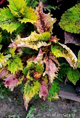 Palettparadisets Тай колеус