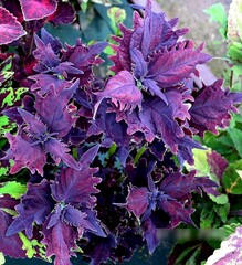 Метеор UO колеус