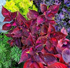 Джаз Тай колеус КСР