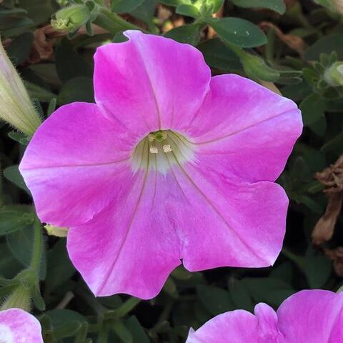 32554 Петуния Tea Pink (Весна 2026)